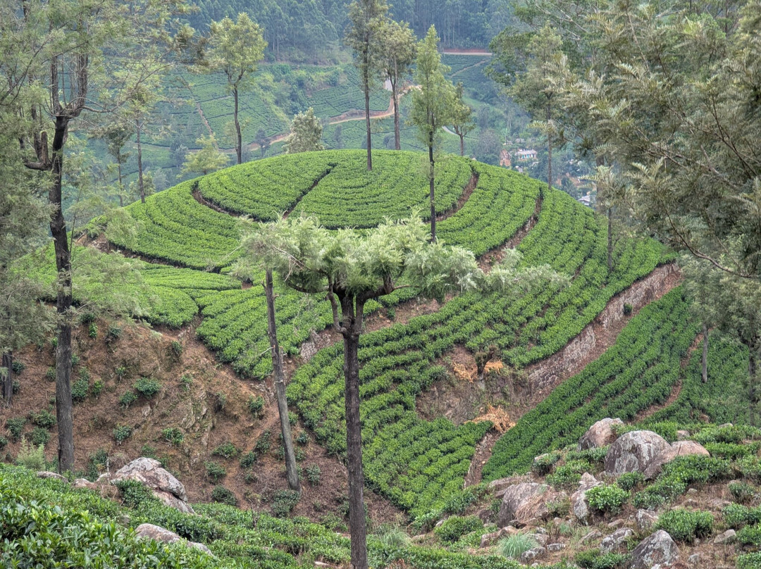 Guidewind Tours-Raddolugama必去景点