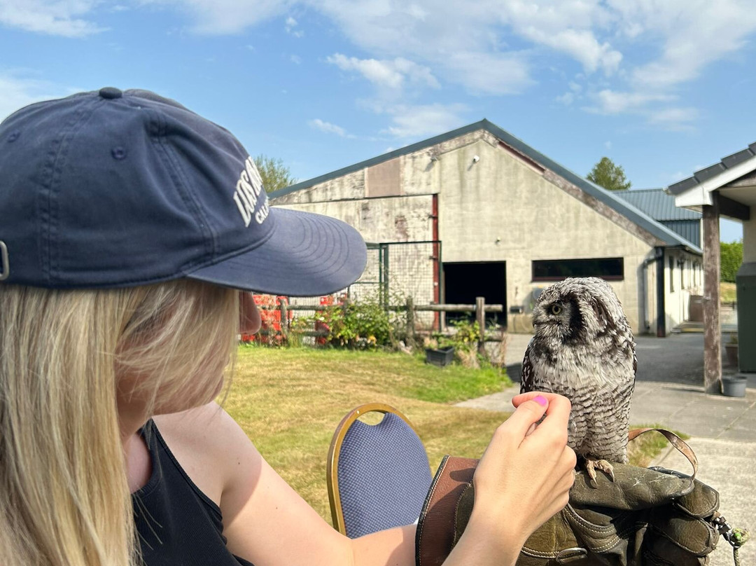 Falconry Experience Wales-Newtown必去景点