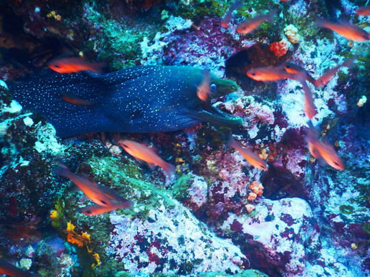 Academy Bay Diving-阿约拉港必去景点