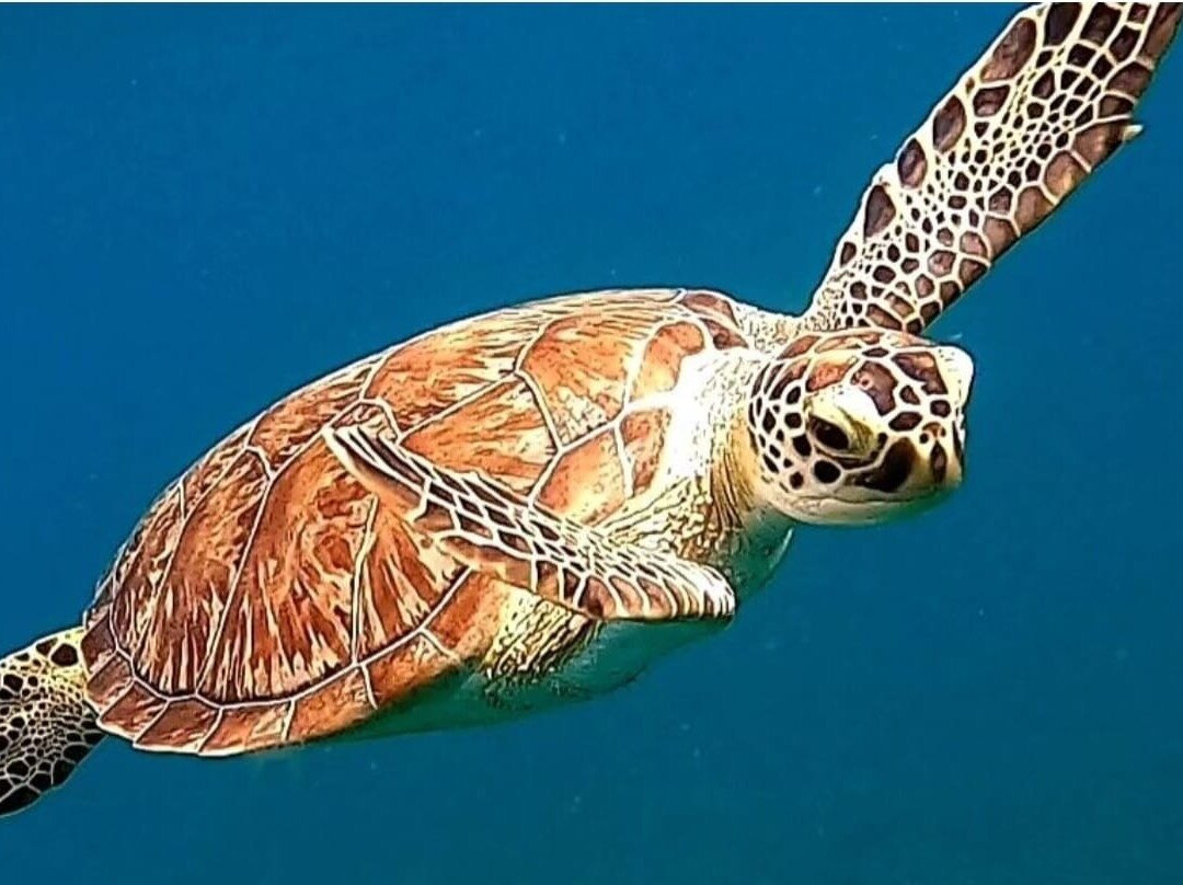 Vieques Snorkel Tours-维切克岛必去景点