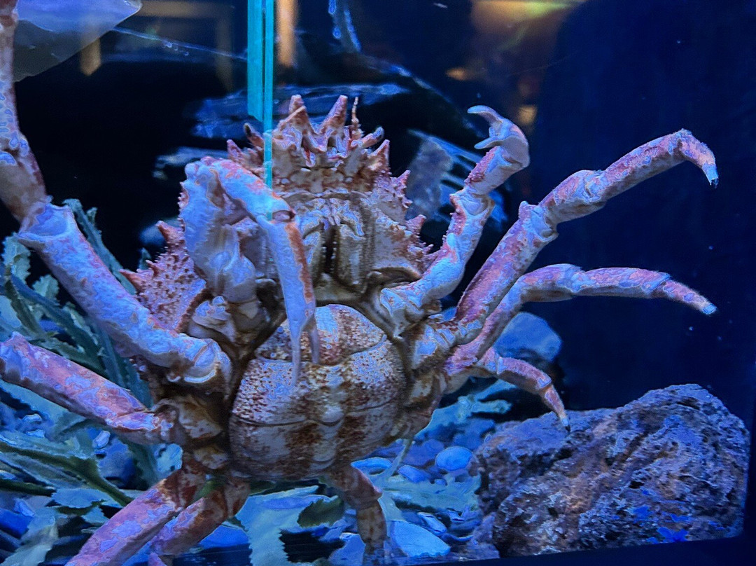 National Lobster Hatchery-帕兹托必去景点