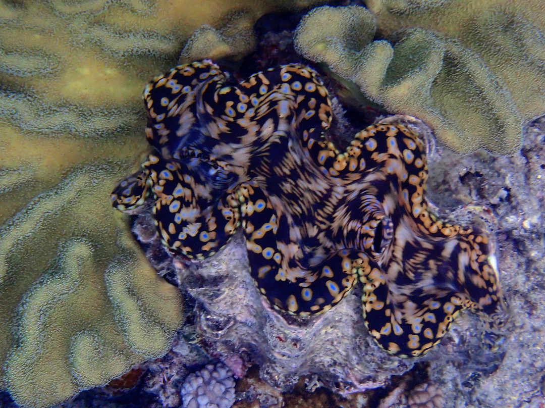 Rum Runner-凯恩斯必去景点