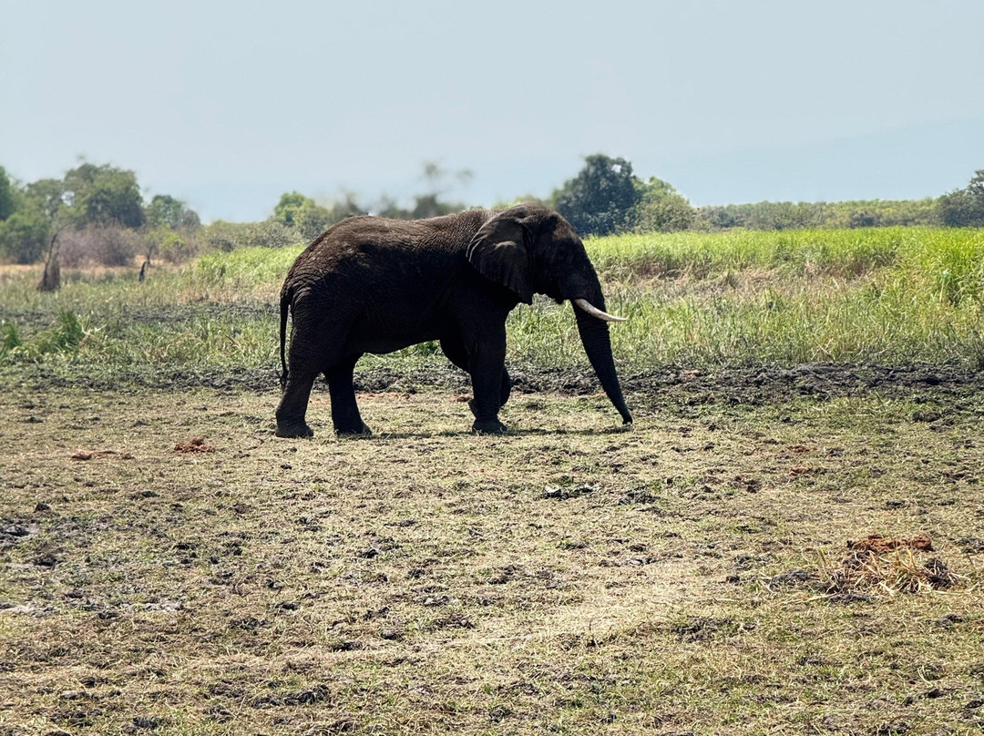 Pamoja Safaris-恩德培必去景点