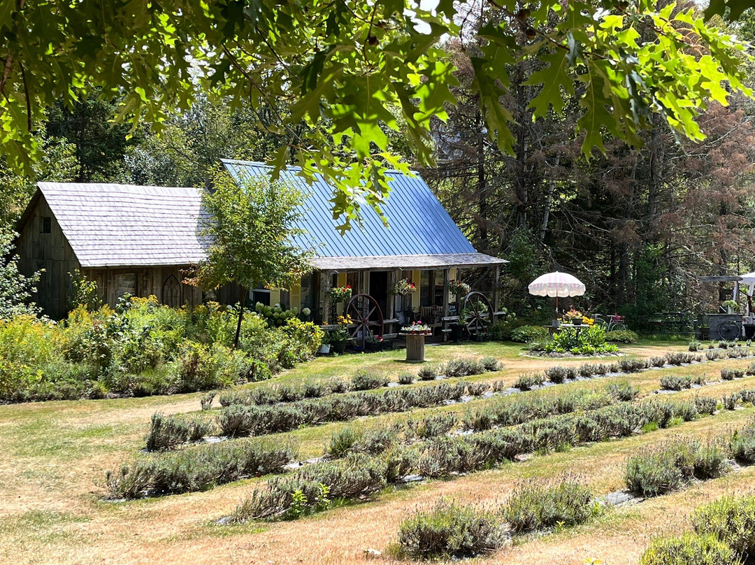 Island Lavender Distillery-Bonshaw必去景点