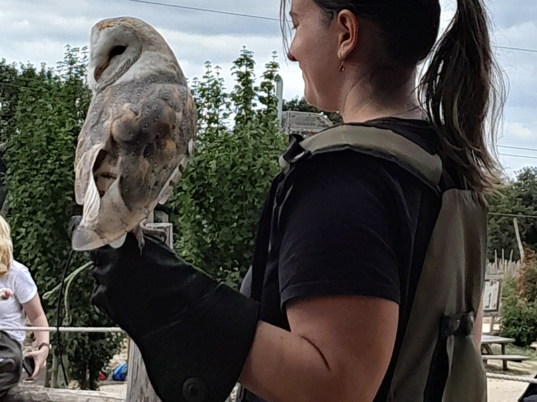 Coda Falconry-豪恩斯洛必去景点