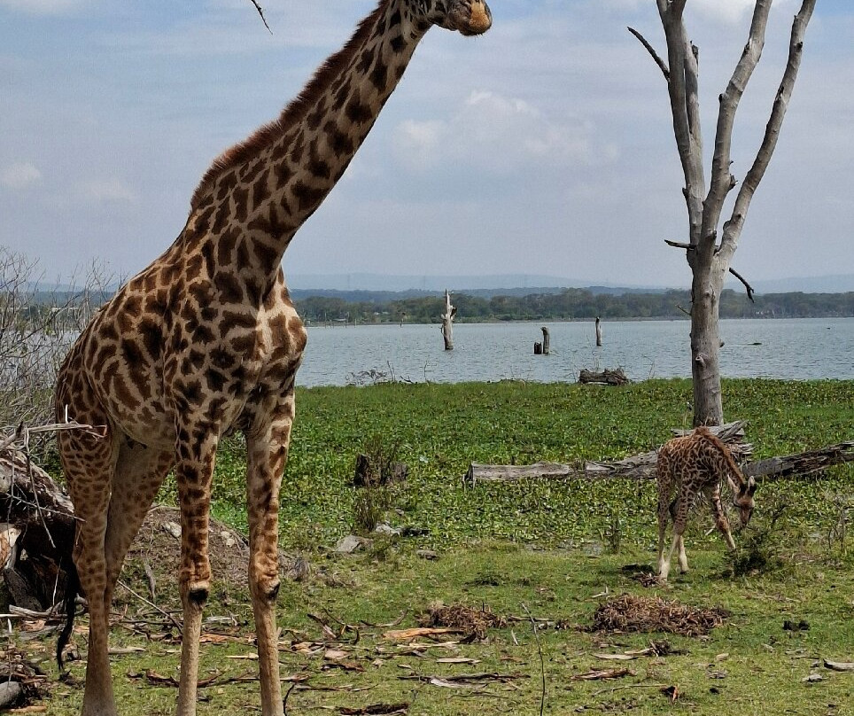 Leopard Orchid Safaris-内罗毕必去景点