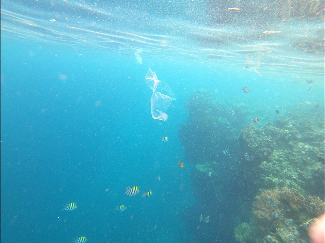 Dive Concepts Pemuteran-佩母德兰必去景点