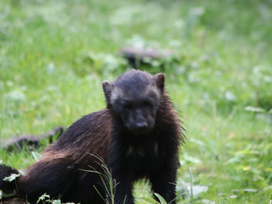 Taiga Spirit , nature and wildlife experiences-Kuhmo必去景点