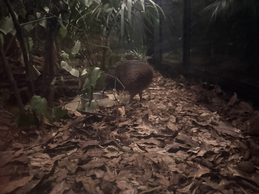 Ōtorohanga Kiwi House-奥托罗杭格必去景点
