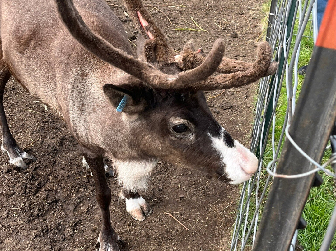 Reindeer Farm-帕尔默必去景点