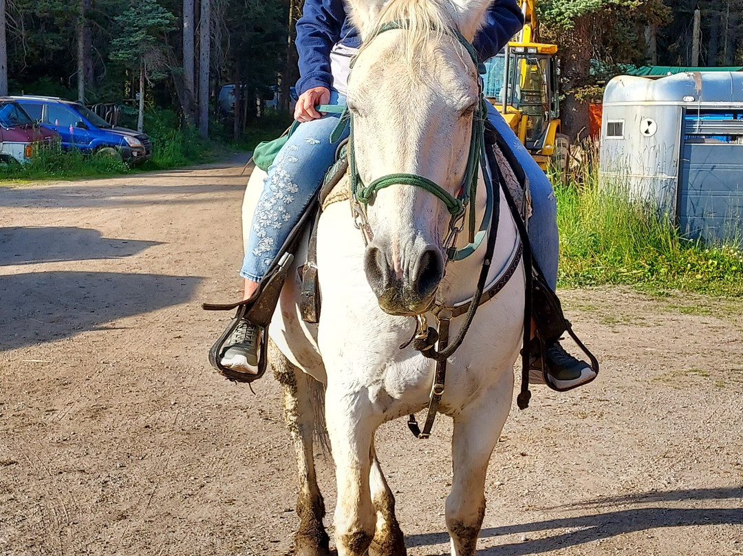 Timberline Tours Ltd. - Private Day Tours-路易斯湖必去景点