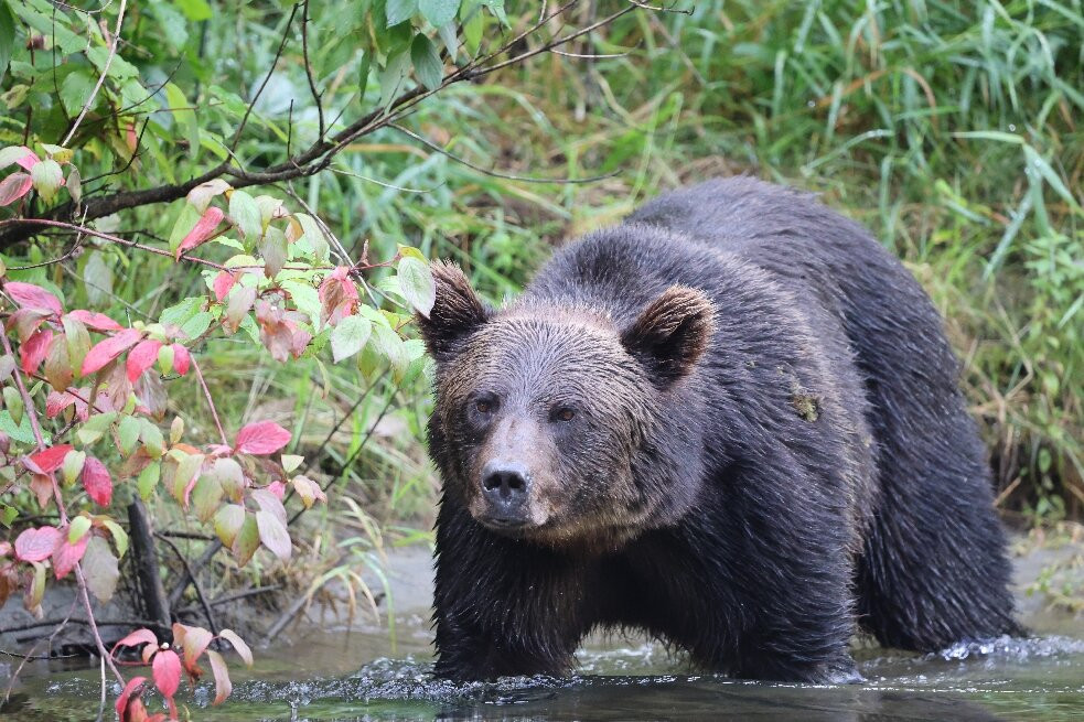 Kynoch Adventures-Bella Coola必去景点