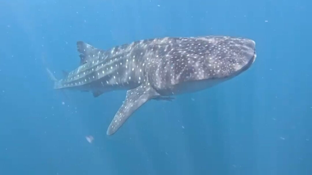 Manta Nomad Divers-Maalhos必去景点