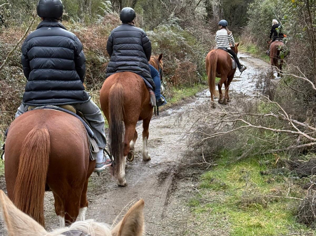 Korohe Horse Treks-图朗伊必去景点