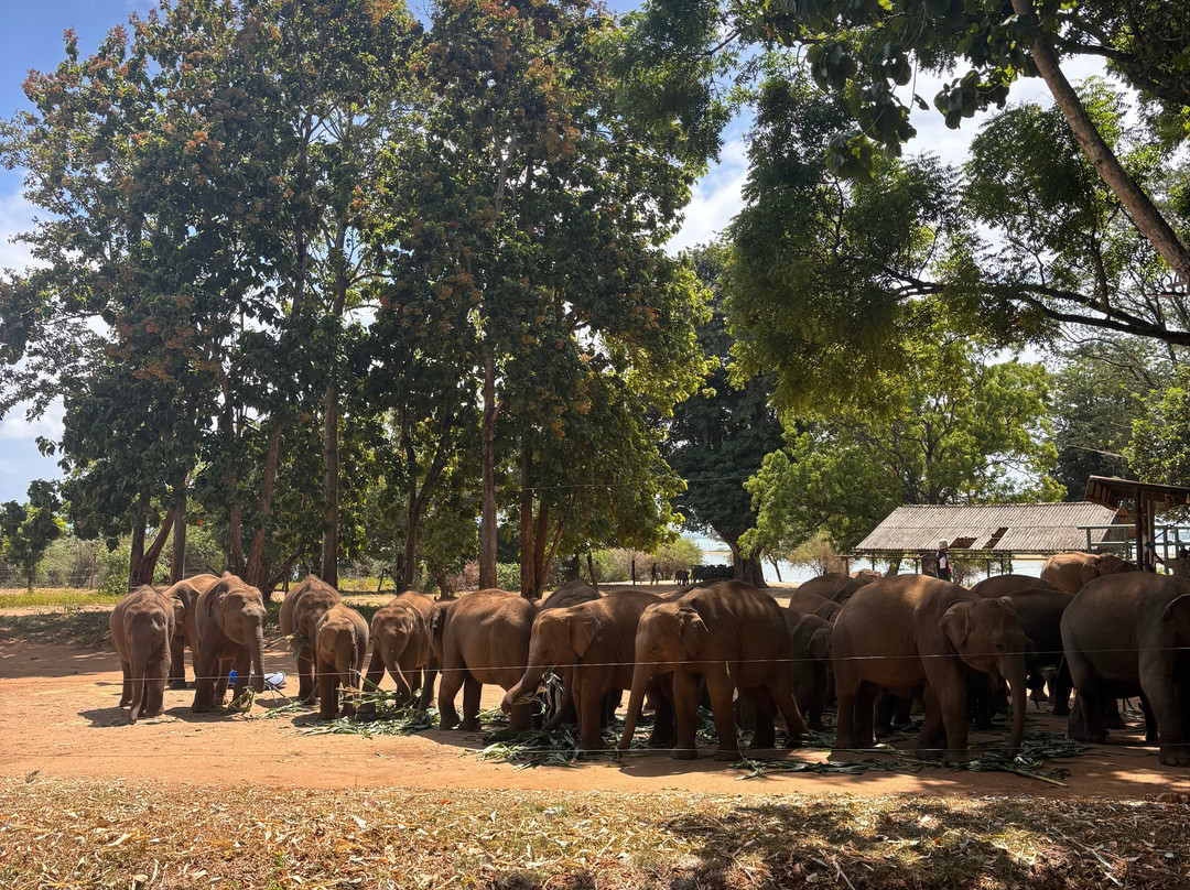 Monkey Tours Sri Lanka-加勒必去景点