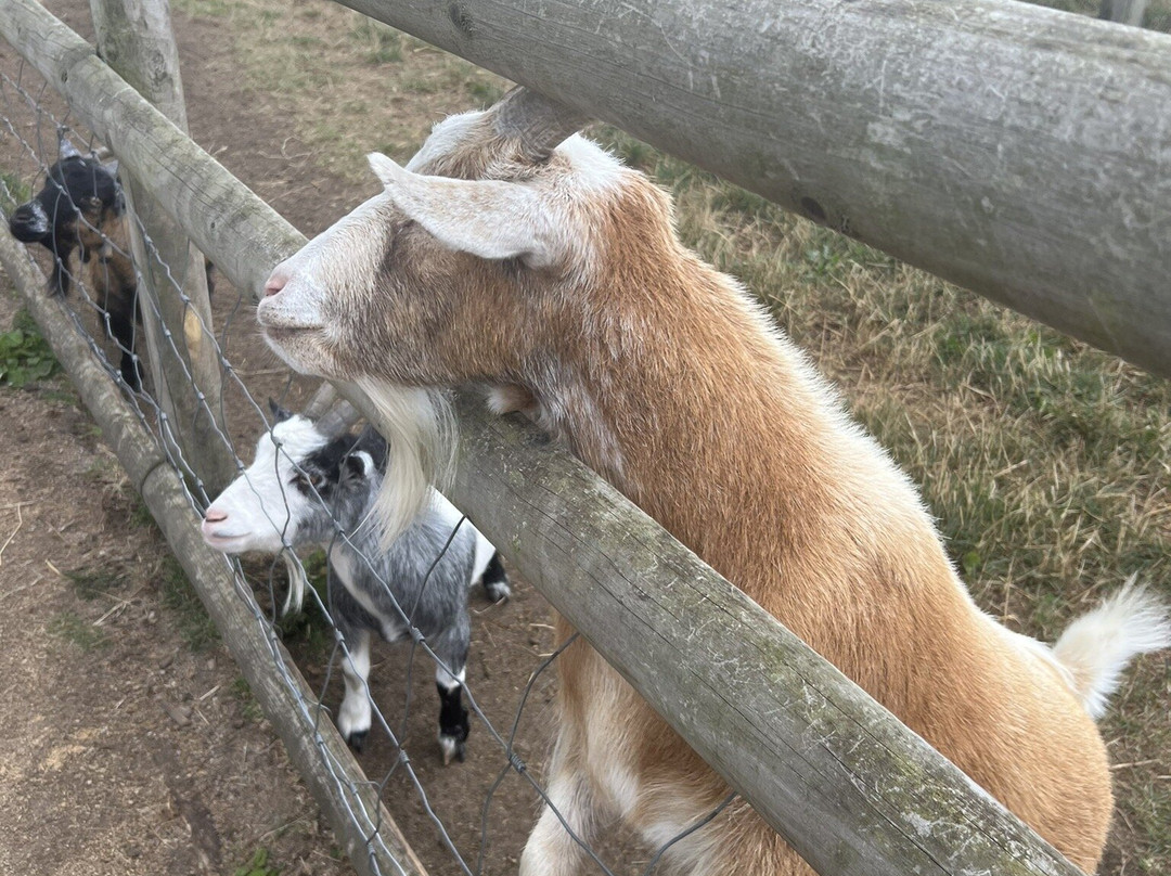 Burntwood Alpaca and Animal Experience-Burntwood必去景点