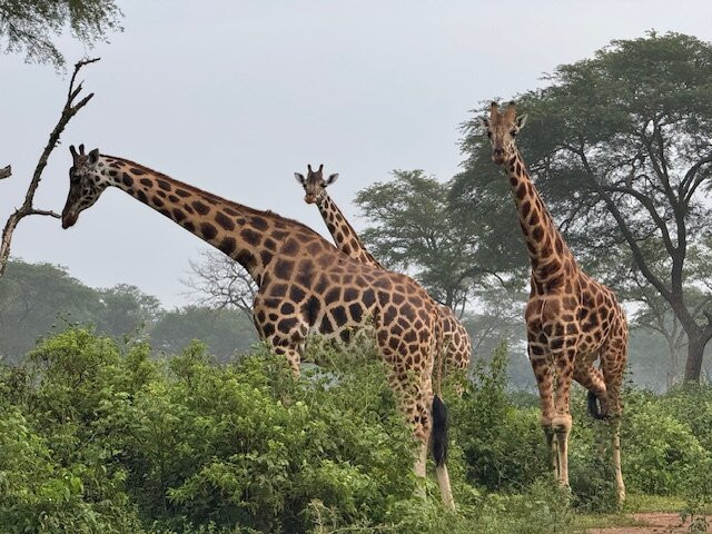 Terrace Uganda Safaris-卡巴莱必去景点