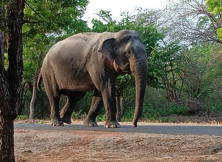 LK Tour Lanka-科伦坡必去景点