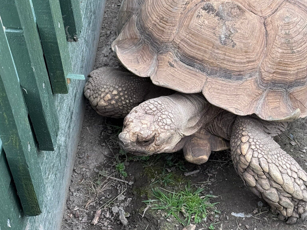 Borth Animalarium-Borth必去景点