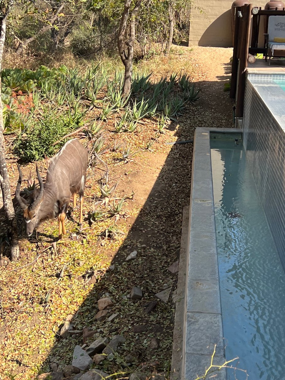 Umkumbe Bush Lodge - Luxury Tented Camp-泳池