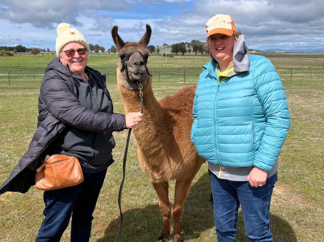 Blackwattle Alpaca Farm-穆任百特曼必去景点