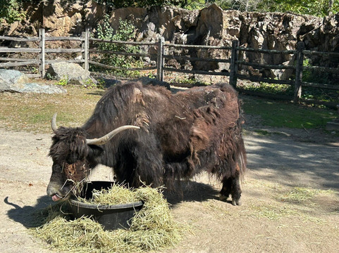Stone Zoo-Stoneham必去景点