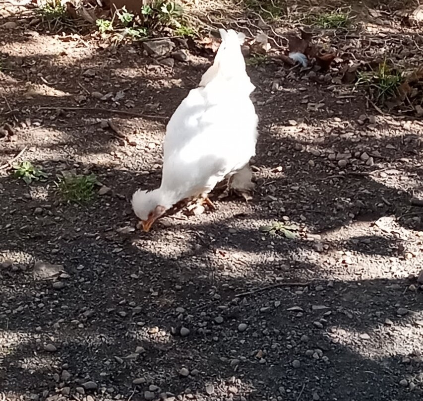 Bird Gardens Scotland Cic-Oxton必去景点