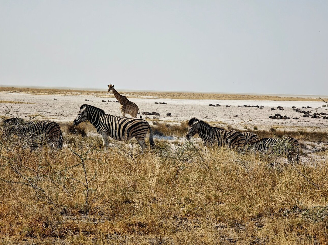 Etosha Pan-纳米比亚埃托沙国家公园必去景点