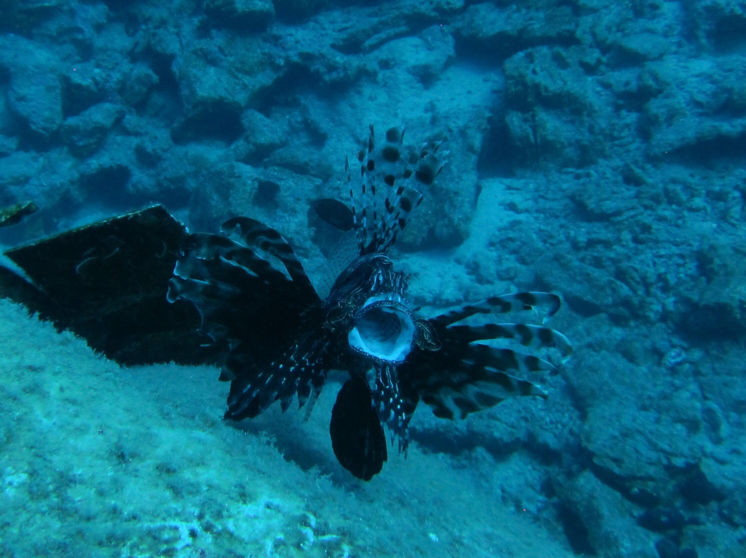 Aquapro Dive Center-Bitez必去景点