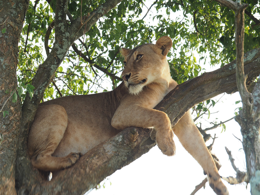 Walters Tours Uganda-坎帕拉必去景点