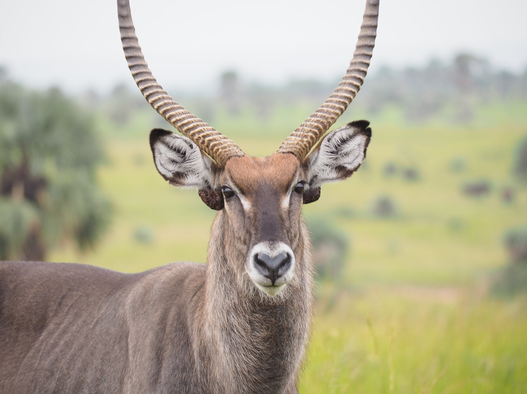 Walters Tours Uganda-坎帕拉必去景点