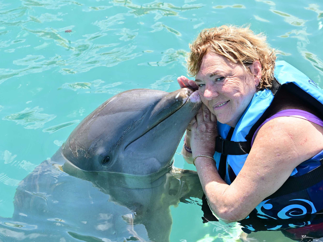 Dolphin Discovery Cozumel-考祖梅必去景点