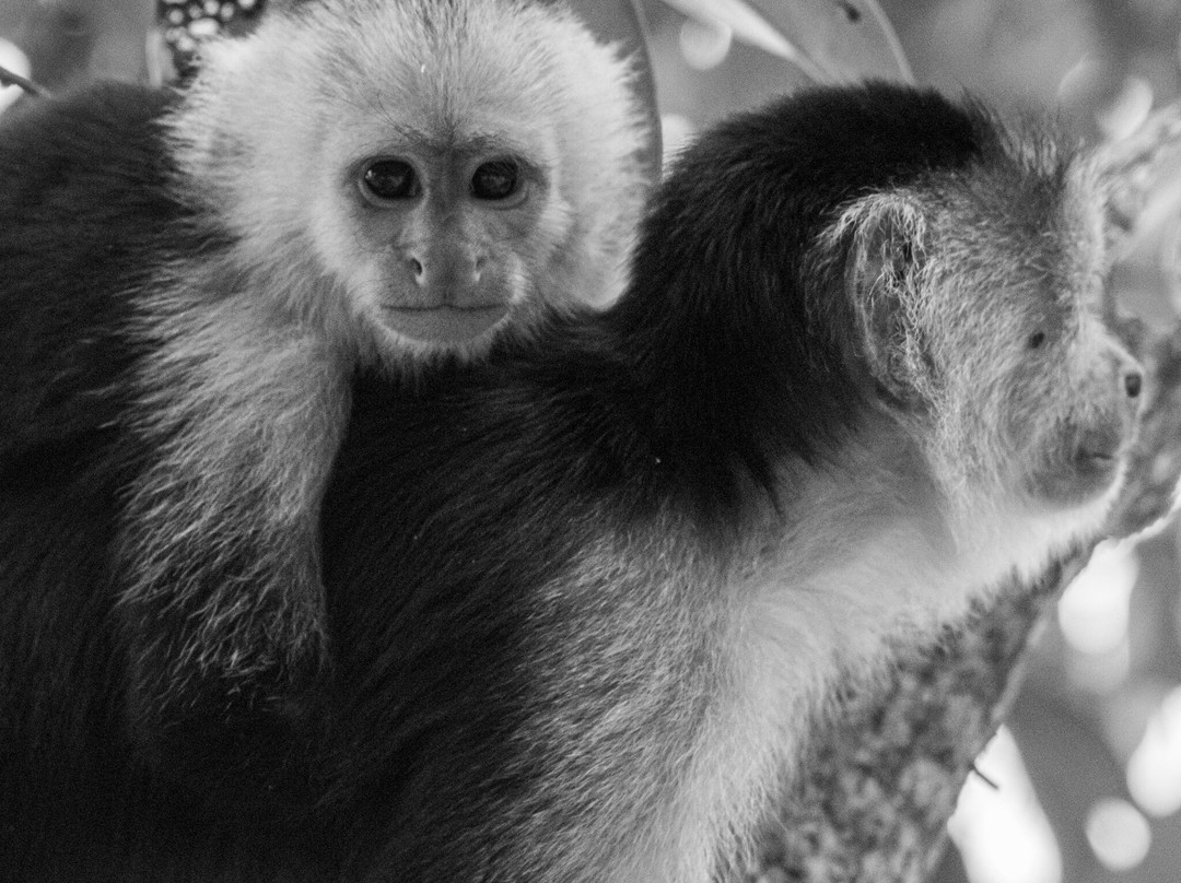 Parque Nacional Cahuita