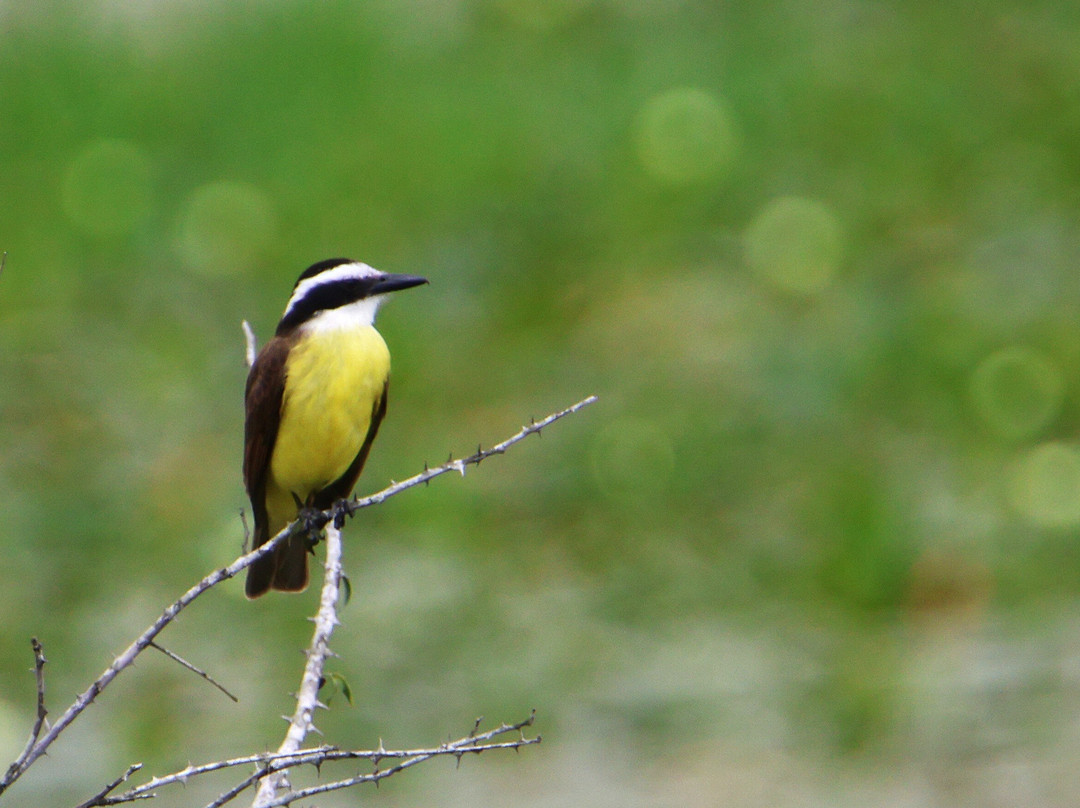 REGUA - Reserva Ecológica de Guapiaçu-Cachoeiras de Macacu必去景点