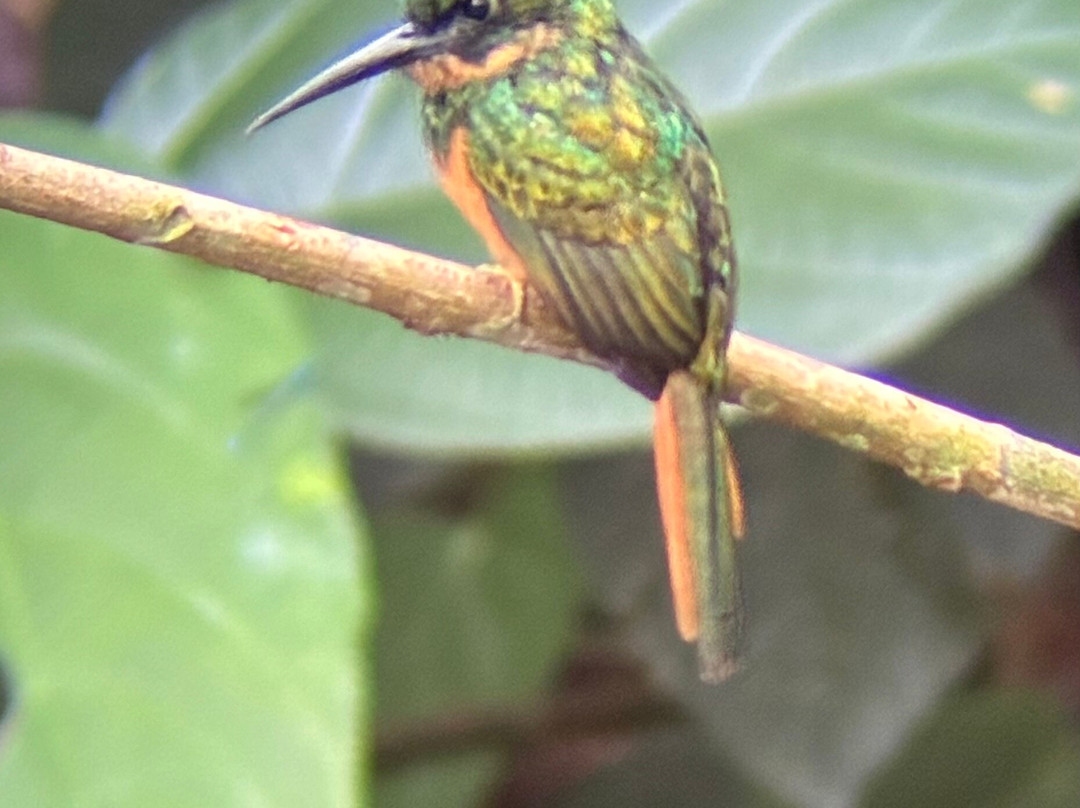 Ecogarden Arenal Family Project-福德圣卡洛斯必去景点