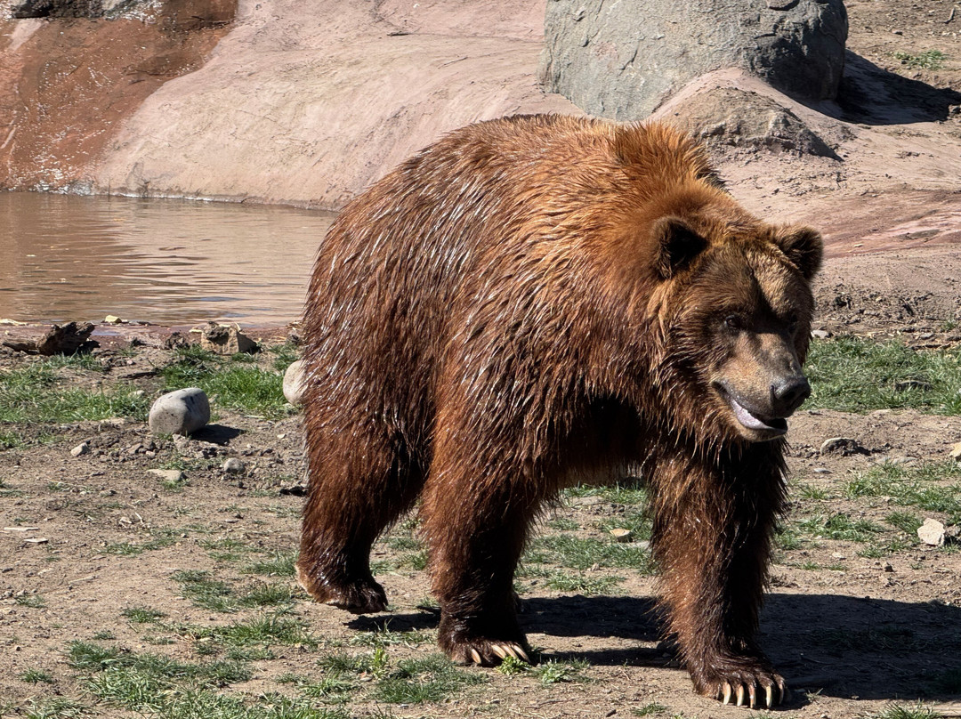 Montana Grizzly Encounter-博兹曼必去景点