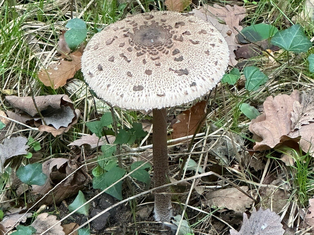 Queichwiesen-Offenbach an der Queich必去景点