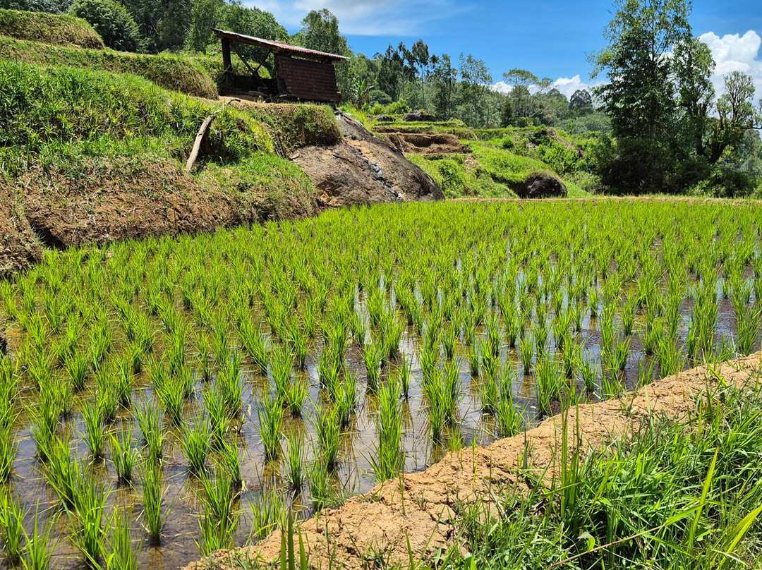 TORAJA TOUR WITH GUIDE SERVICE.-Tana Toraja必去景点