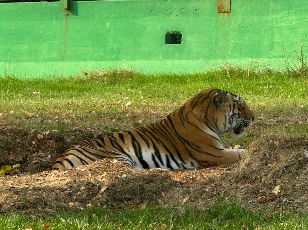 Safari Park-Pombia必去景点