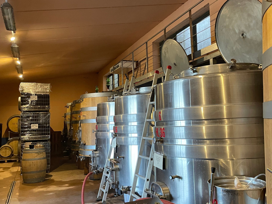 Máté Winery-蒙塔尔奇诺必去景点