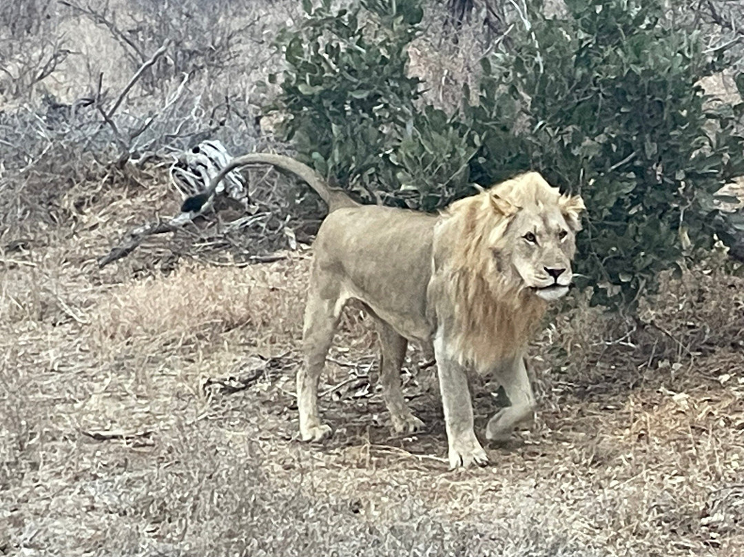 Wild Insight Safaris-Hluvukani必去景点