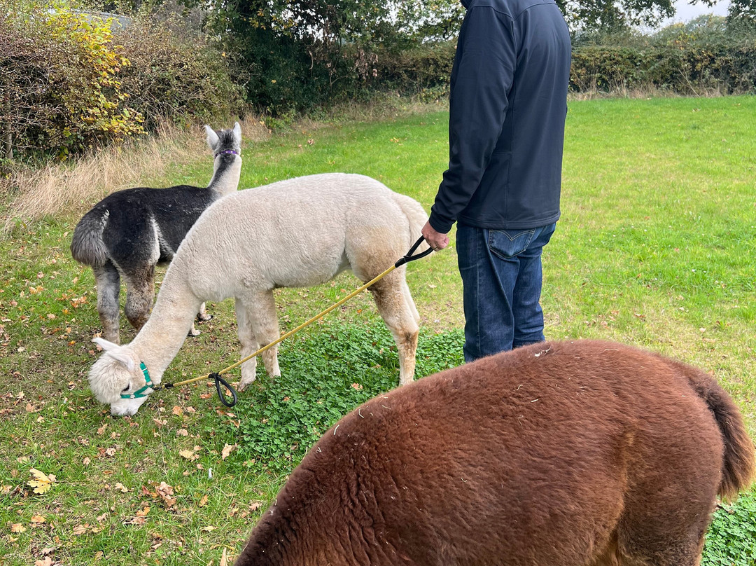 Cheshire Alpacas-Antrobus必去景点