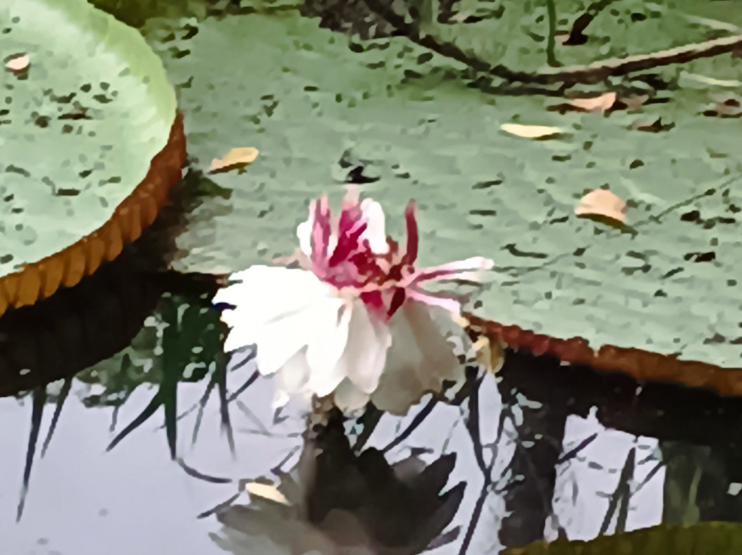 Muyuna Amazon Lodge Experience-伊基托斯必去景点
