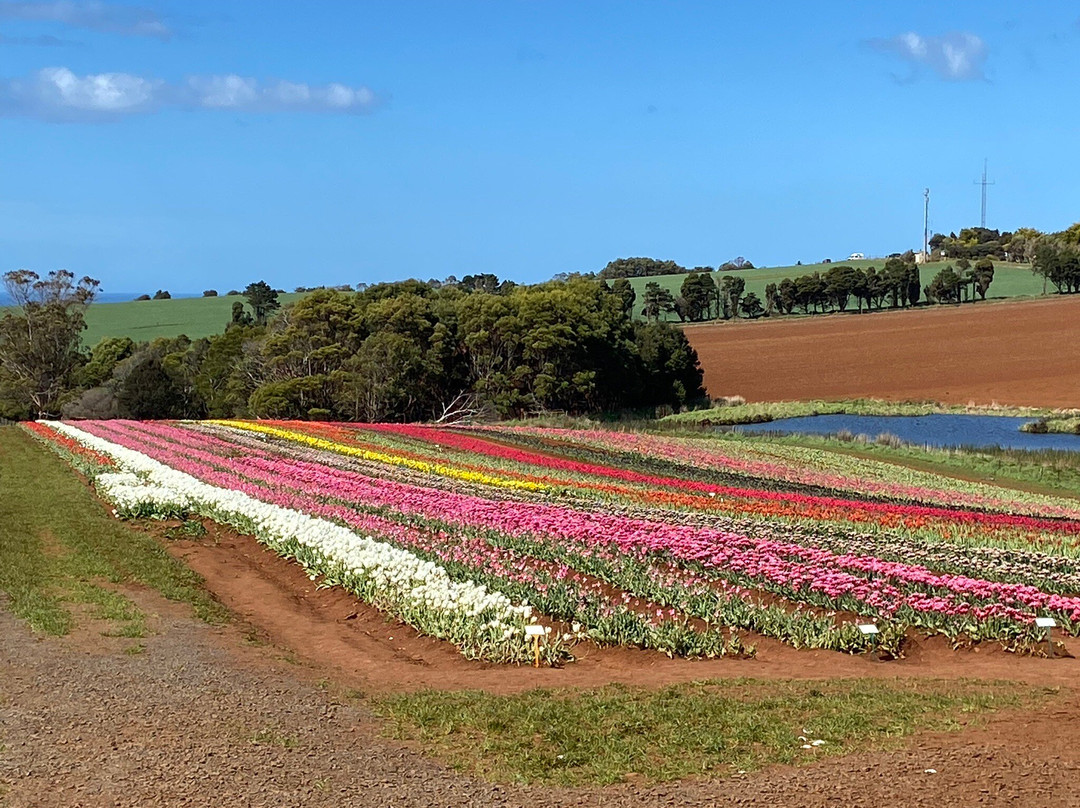 Table Cape Tulip Farm
