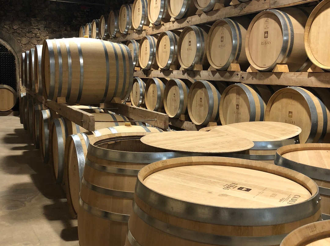 Bodega Ribas-Consell必去景点