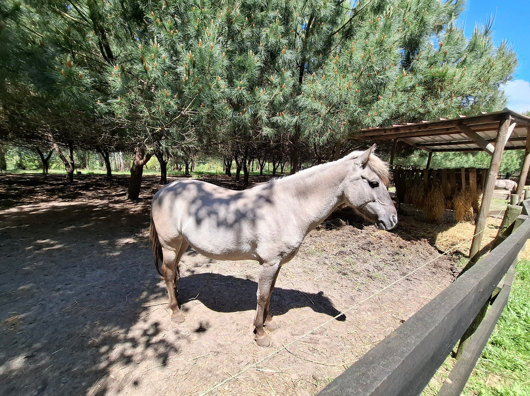 Reserva Natural do Cavalo do Sorraia-Alpiarca必去景点