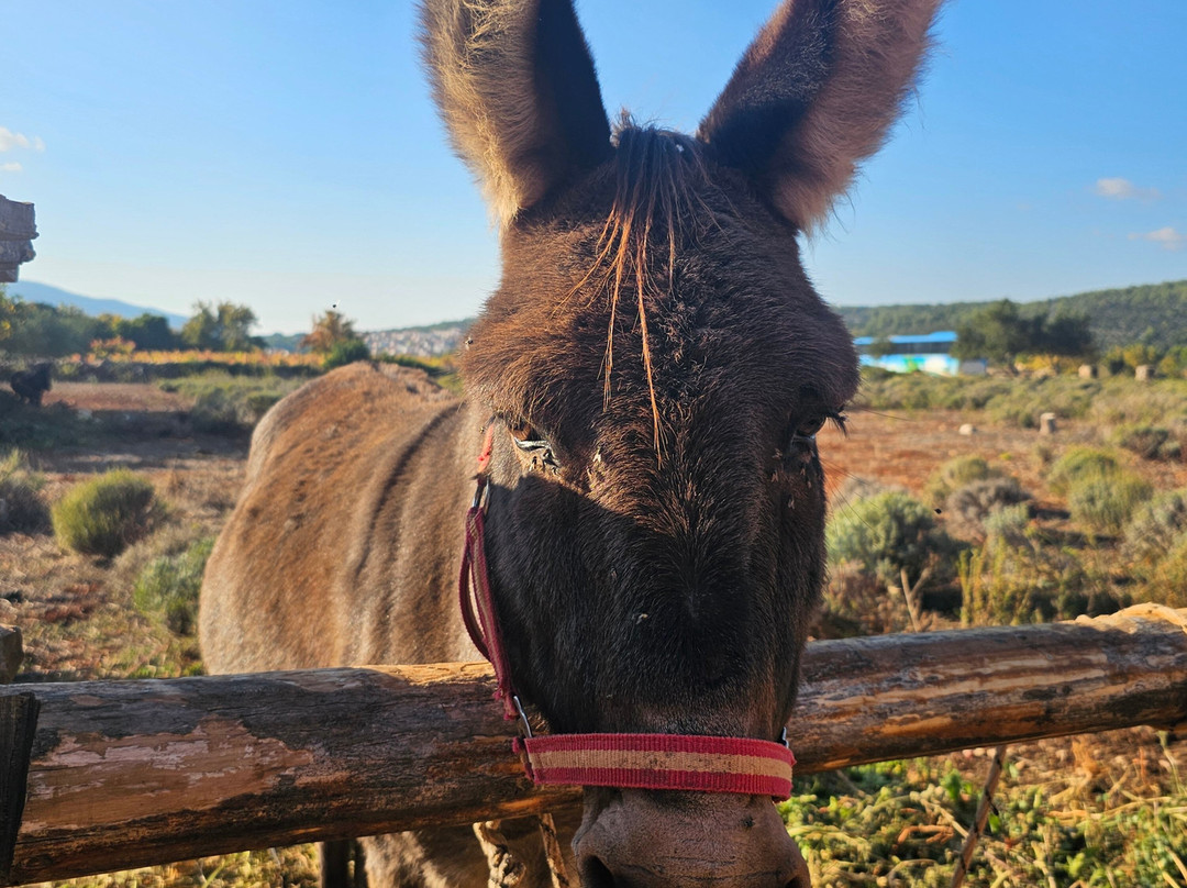 Hora Hvar-赫瓦尔必去景点