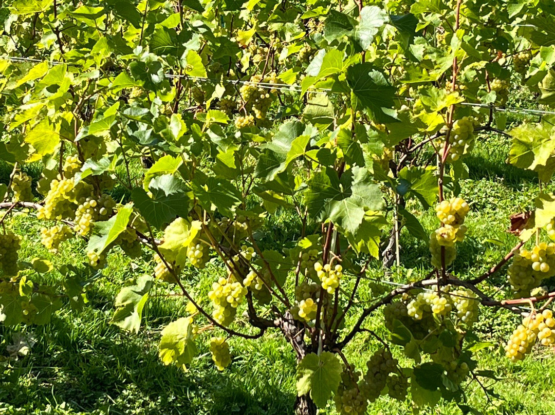 Velfrey Vineyard-Lampeter Velfrey必去景点