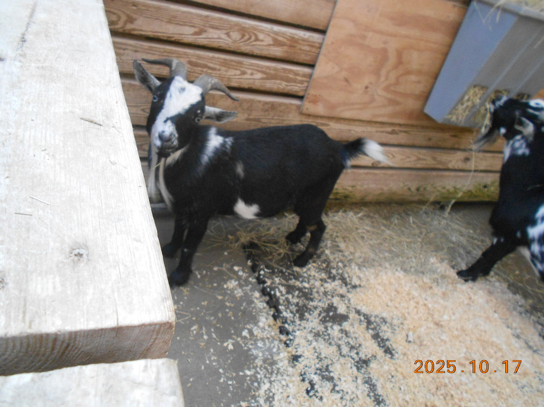 Birmingham Zoo-伯明翰必去景点