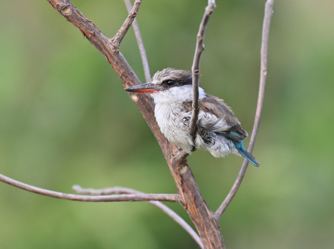 Tanzania Specialist-阿鲁沙必去景点